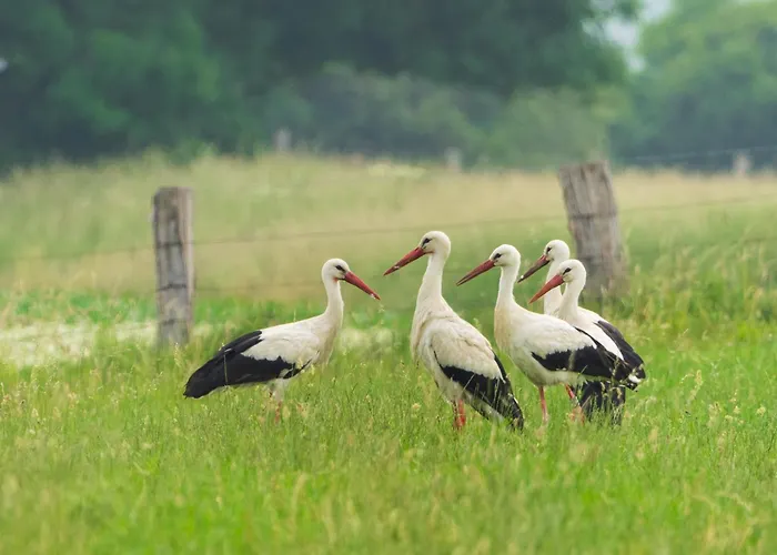 Urlaub Im Historischen Torschreiberhaus Feriehus Xanten